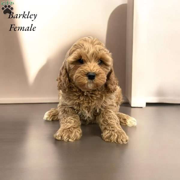 Barkley, Cavapoo Puppy